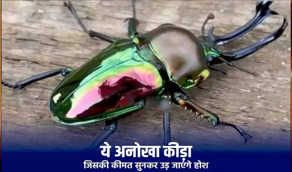 ये अनोखा कीड़ा जिसकी कीमत सुनकर उड़ जाएंगे होश. कीमत इतनी की खरीदी जा सकती है लग्जरी कार, जानिए क्यों इतना कीमती है यह जीव ये अनोखा कीड़ा जिसकी कीमत सुनकर उड़ जाएंगे होश. कीमत इतनी की खरीदी जा सकती है लग्जरी कार, जानिए क्यों इतना कीमती है यह जीव