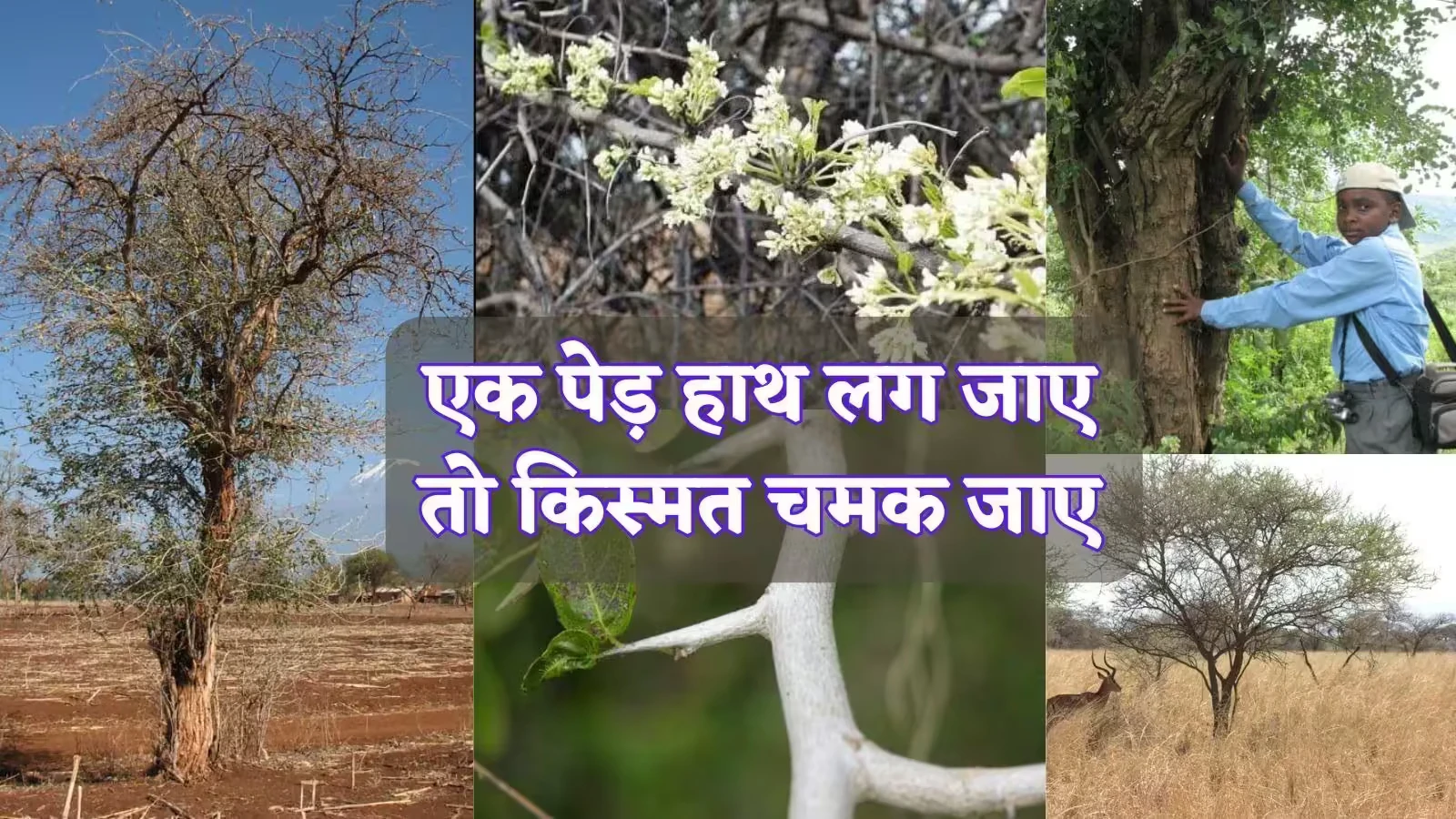 चंदन तो सिर्फ छलावा है, ये है दुनिया की सबसे महंगी लकड़ी, 5-6 किलो में तो आ जाएगी BMW कार​​​