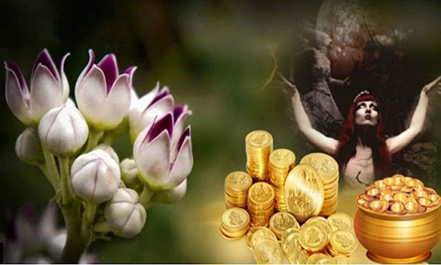 तंत्र क्रियाओं में सबसे ज्यादा इस्तेमाल होती है इस पौधे की जड़ जानिए क्यों है तांत्रिकों की फेवरेट तंत्र क्रियाओं में सबसे ज्यादा इस्तेमाल होती है इस पौधे की जड़ जानिए क्यों है तांत्रिकों की फेवरेट