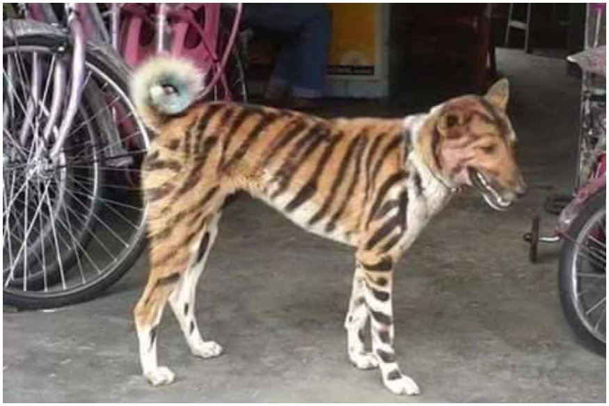 dog2