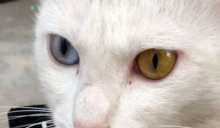 rare-cat-2-700×408