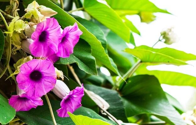 vridhadaru-argyreia-speciosa-benefits-and-side-effects-in-hindi