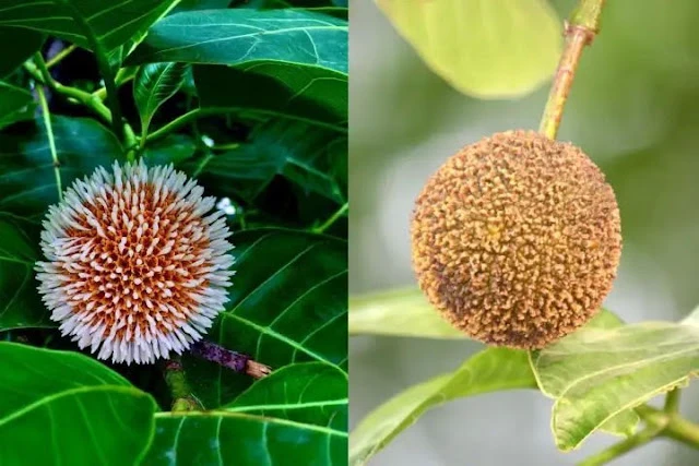 पुरुषों के लिए वरदान है ये फल, स्टैमिना से लेकर स्पर्म काउंट तक होगा जबरदस्त फायदा पुरुषों के लिए वरदान है ये फल, स्टैमिना से लेकर स्पर्म काउंट तक होगा जबरदस्त फायदा