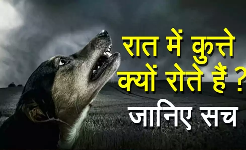 रात में आखिर क्यूँ रोते हैं कुत्ते? क्या सच में उन्हें दिखता है भूत? जानिए क्या होता है जब कुत्ता रोता है रात में आखिर क्यूँ रोते हैं कुत्ते? क्या सच में उन्हें दिखता है भूत? जानिए क्या होता है जब कुत्ता रोता है