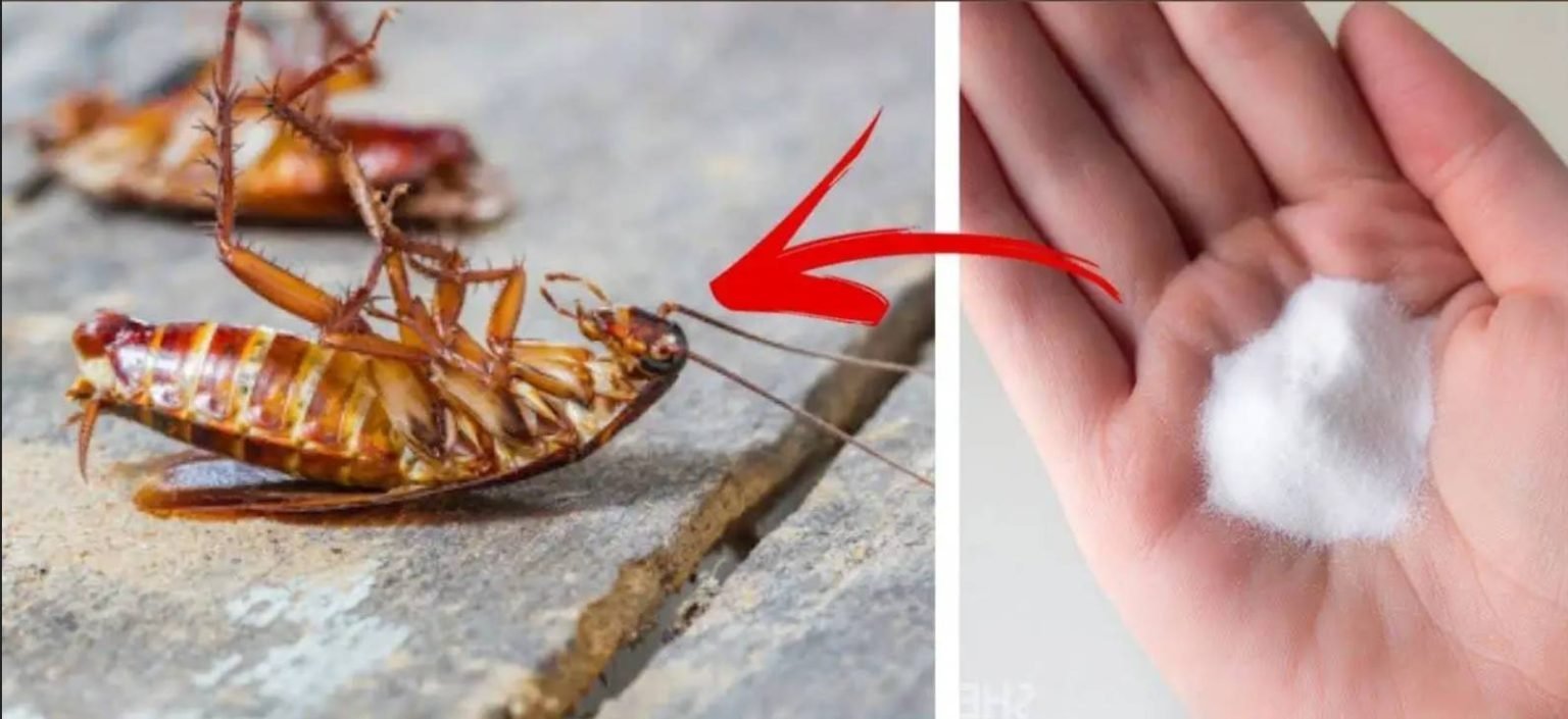 cockroach-1536×705