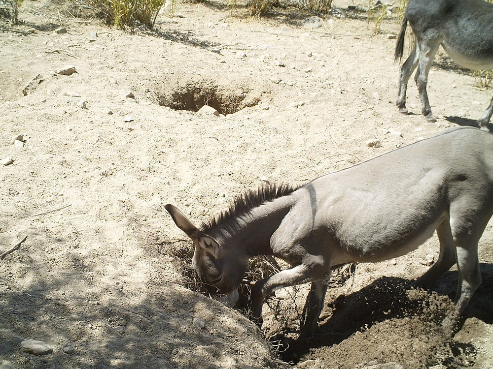 donkey-in-well-4