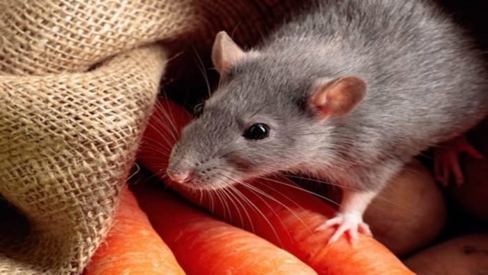 rat-14-03-2023-700×394