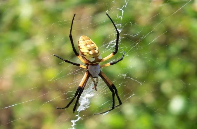 spider_145810548392_650x425_031616104913