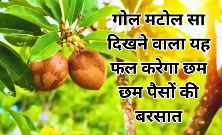 गोल मटोल सा दिखने वाला यह फल करेगा छम छम पैसों की बरसात