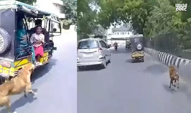 5 km tak kutta pda pichhe