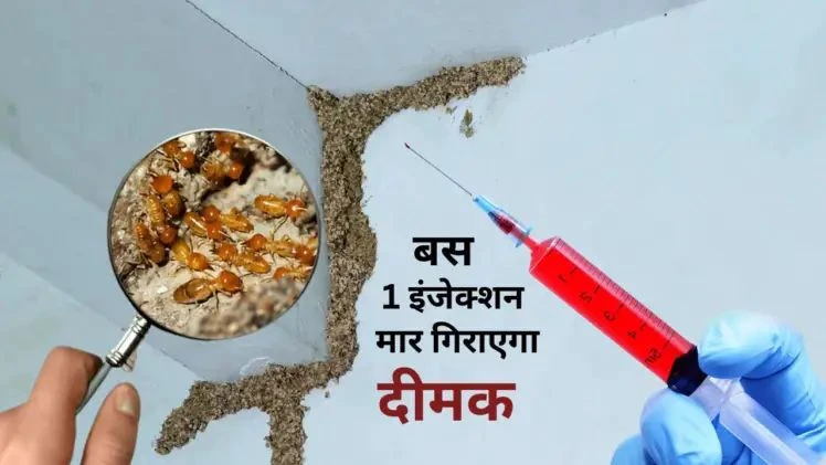 दीमक से परेशान हैं? मात्रˈ 10 रुपये में बनाएं यह शक्तिशाली इंजेक्शन… बस लगाते ही जमीन पर बेहोश होकर गिर पड़ेंगी दीमक से परेशान हैं? मात्रˈ 10 रुपये में बनाएं यह शक्तिशाली इंजेक्शन… बस लगाते ही जमीन पर बेहोश होकर गिर पड़ेंगी