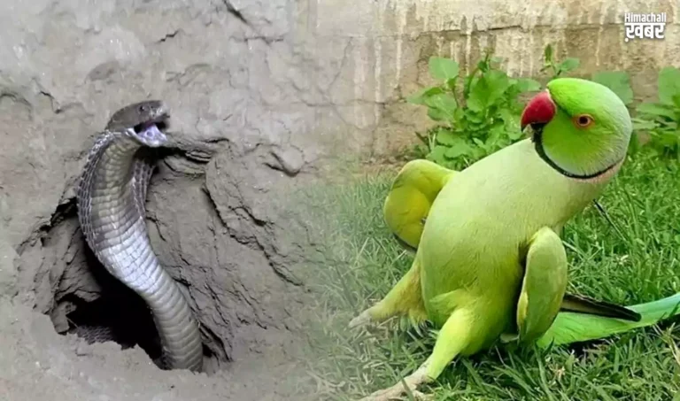 samp se lekar tota tak