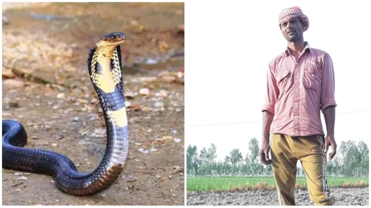 ˈगज़ब! बार-बार काटने आ रही है नागिन, इस किसान से हो गई थी एक बड़ी भूल, अब तक 7 बार डंसा ˈगज़ब! बार-बार काटने आ रही है नागिन, इस किसान से हो गई थी एक बड़ी भूल, अब तक 7 बार डंसा