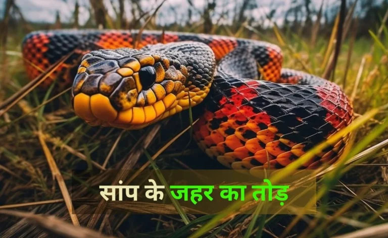 Snake Bite Home Remedies