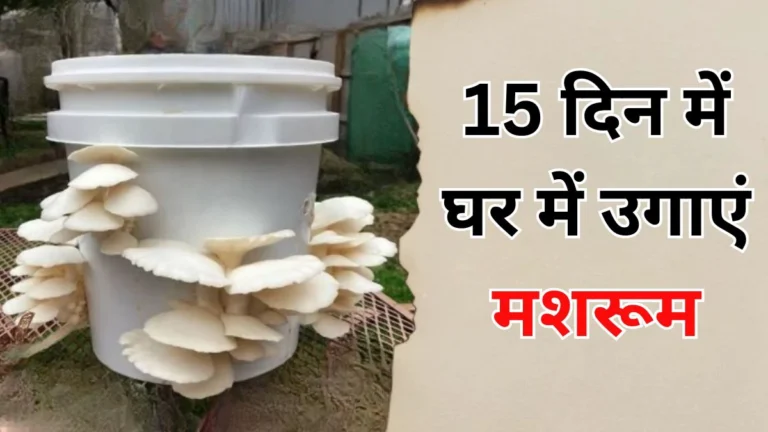 How to Grow Mushroom at Home