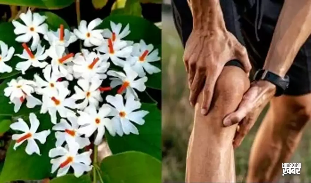 क्या उठने-बैठने और सीढ़ियां चढ़ने में आपके घुटने जवाब दे रहे हैं? अगर हाँ तो इस पोस्ट को इग्नोर करने की गलती मत करना क्या उठने-बैठने और सीढ़ियां चढ़ने में आपके घुटने जवाब दे रहे हैं? अगर हाँ तो इस पोस्ट को इग्नोर करने की गलती मत करना