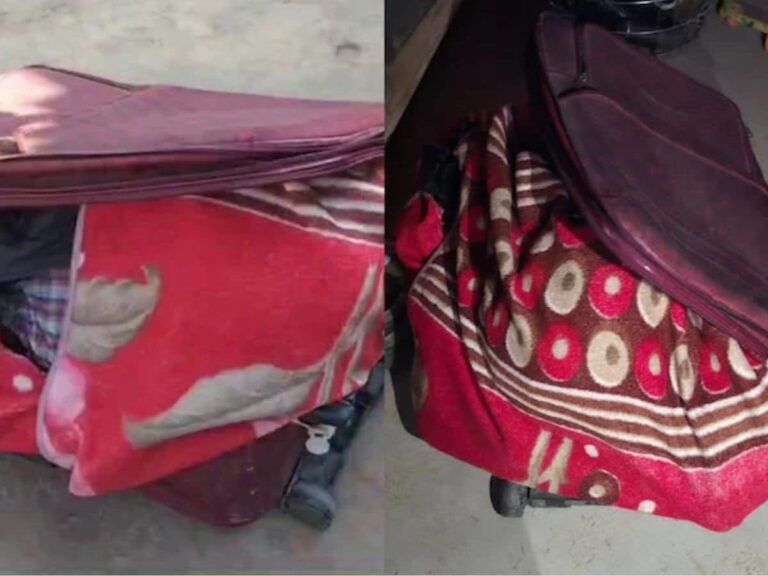 Malagasy-leaf-nosed-snake-2025-11-12T161452.206-2025-11-9d2be388674bc0178b05c773498007cf