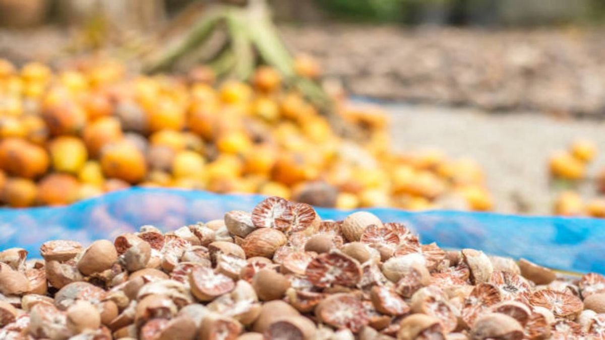 क्या एक सुपारीˈ पलट सकती है किस्मत? जानें कैसे एक साधारण बीज बन सकता है धन और सौभाग्य का राजˌ क्या एक सुपारीˈ पलट सकती है किस्मत? जानें कैसे एक साधारण बीज बन सकता है धन और सौभाग्य का राजˌ