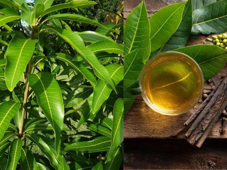 mango-leaf-tea