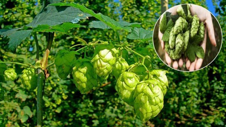 world-most-expensive-vegetable-hop-shoots-sells-for-rs-85000-per-kilogram-1024x576