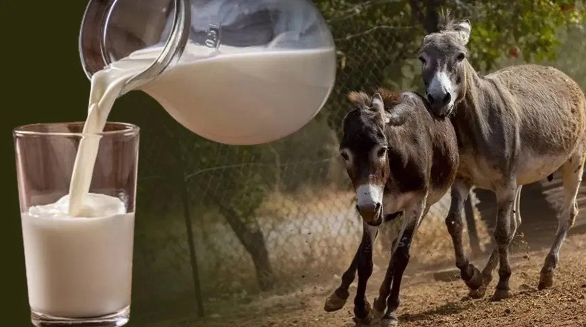 Donkey Milk
