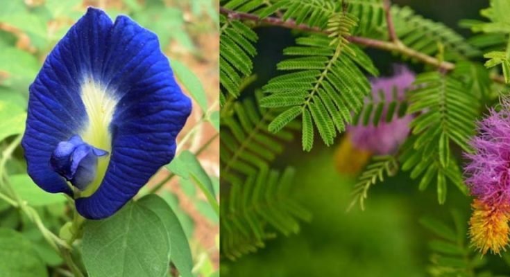 घर में लगाएं इन 3 पौधों मेंˈ से भी कोई 1 पौधा… घर में कभी नहीं होगी पैसों की कमी घर में लगाएं इन 3 पौधों मेंˈ से भी कोई 1 पौधा… घर में कभी नहीं होगी पैसों की कमी