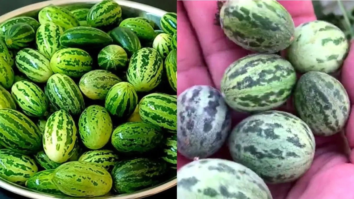 कचरी की सब्जी के फायदे- India TV Hindi