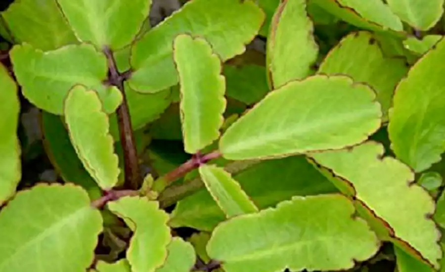 चाहे शरीर के किसी भी अंग में पथरी क्यों ना हो, ये 15 बुँदे उसको जड़ से हमेशा के लिए ख़त्म कर ऑपरेशन से निजात दिलाएगी चाहे शरीर के किसी भी अंग में पथरी क्यों ना हो, ये 15 बुँदे उसको जड़ से हमेशा के लिए ख़त्म कर ऑपरेशन से निजात दिलाएगी